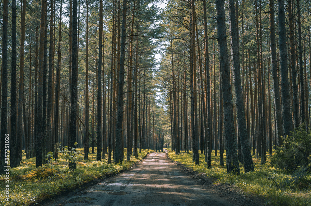 Obraz premium Road leading through an evergreen pine forest with sunlight and shadows. Summer landscape in forest.