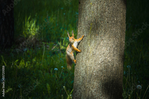 Squirrel sits on a tree trunk in the forest