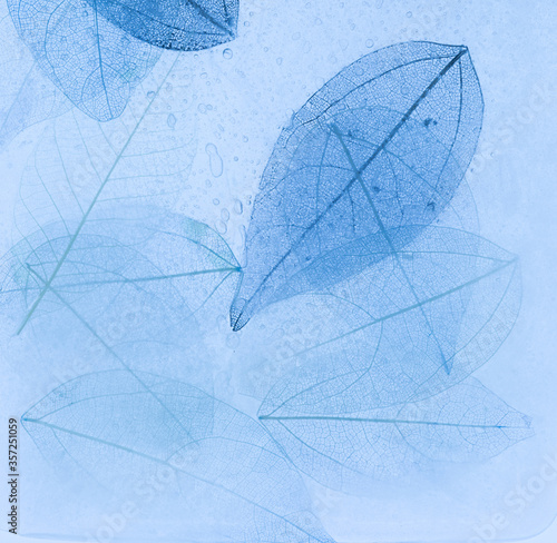 Macro leaves background texture blue color. Transparent skeleton leaves, colo...