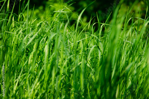 Tall young green grass