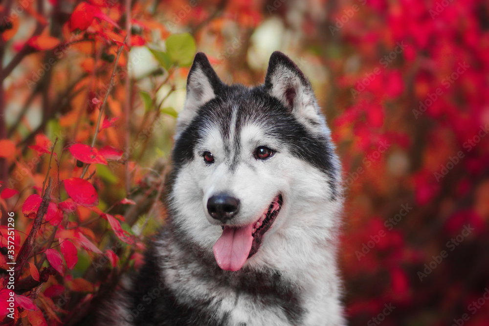 siberian husky portrait among the autumn forest
paint the forest siberian husky portrait among the autumn forest
paint the forest