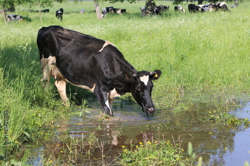 Cow  grazes in the meadow © MiriShagal