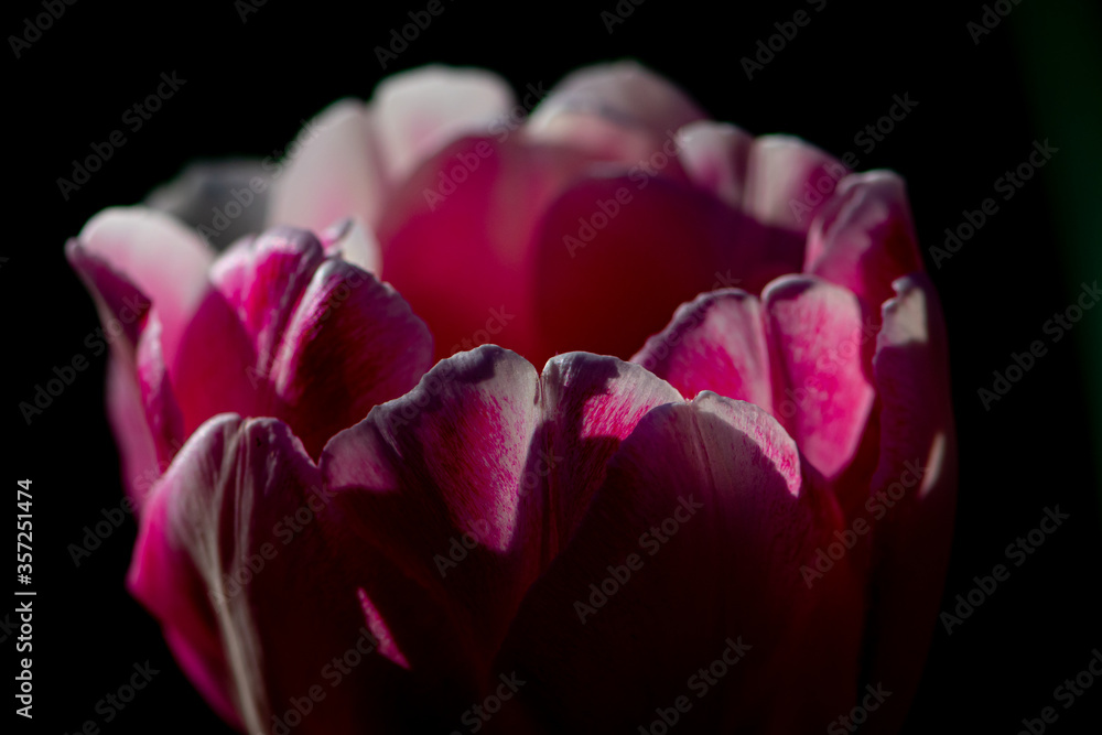 A large pink Tulip Bud is illuminated by the morning rays of the sun, close-up. Beautiful macro of a Tulip in a restrained manner. Delicate petals of a flower. Spring flowers. A large pink Tulip Bud is illuminated by the morning rays of the sun, close-up. Beautiful macro of a Tulip in a restrained manner. Delicate petals of a flower. Spring flowers.