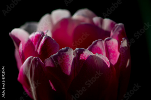 A large pink Tulip Bud is illuminated by the morning rays of the sun, close-up. Beautiful macro of a Tulip in a restrained manner. Delicate petals of a flower. Spring flowers.