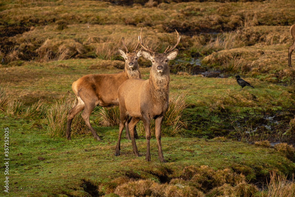 Fototapeta premium ciervo rojo, Cervus elaphus scoticus, Parque Nacional de Cairngorms, Highlands, Escocia, Reino Unido