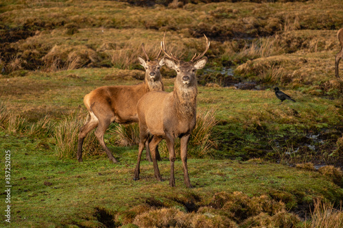 ciervo rojo  Cervus elaphus scoticus  Parque Nacional de Cairngorms  Highlands  Escocia  Reino Unido