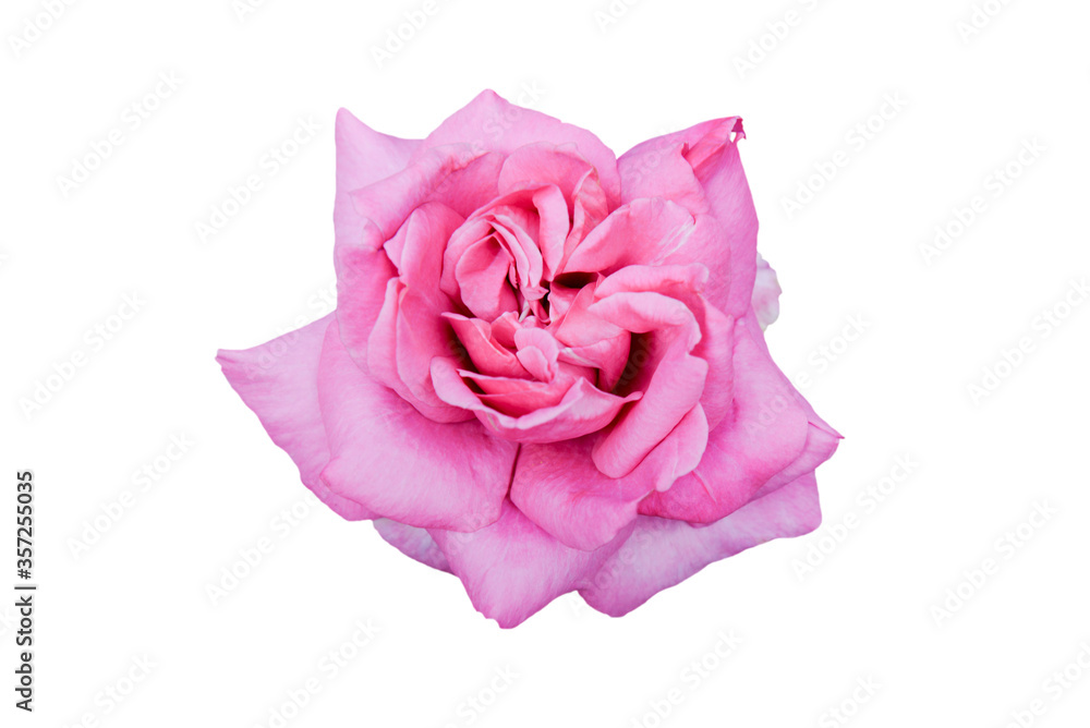 pink rose isolated on white pink rose isolated on white