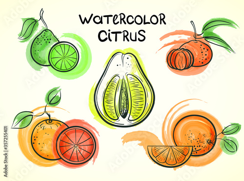 citrus fruit watercolor vector sketch set photo