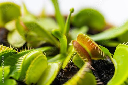 venus flytrap (dionaea muscipula) in a vase in summer sunshine