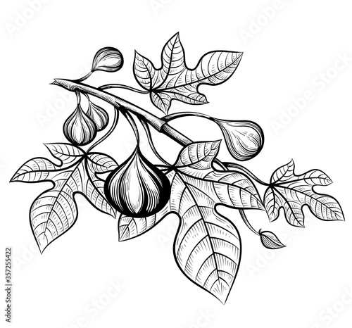 fig tree realistic vector sketch illustration