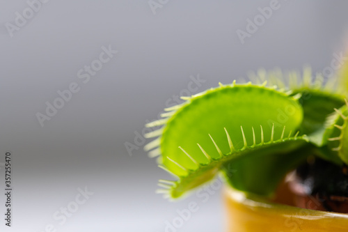 venus flytrap  dionaea  muscipula  in a vase in summer sunshine