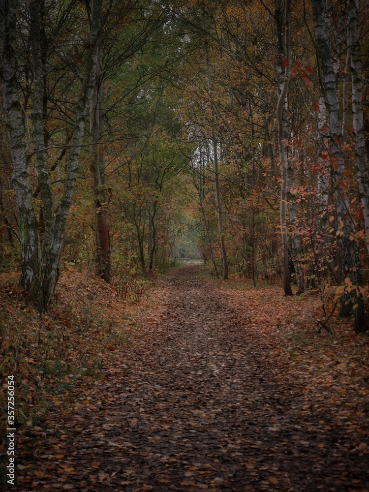 droga przez las jesienią