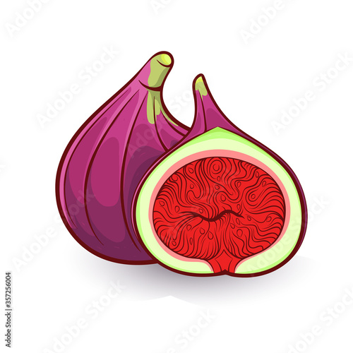 fresh fig colorful vector illustration