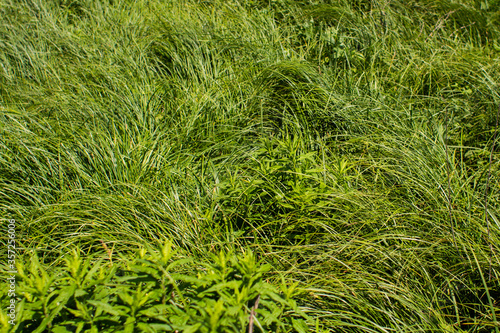 tall green grass in summer forest