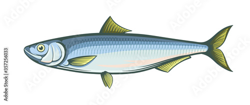 herring fish isolated vector illustration