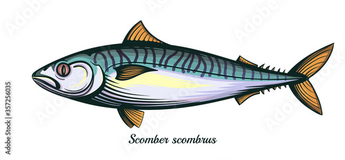 mackerel fish isolated vector illustration