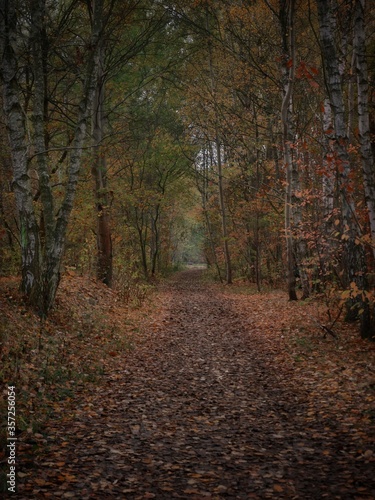 droga przez las jesieni  