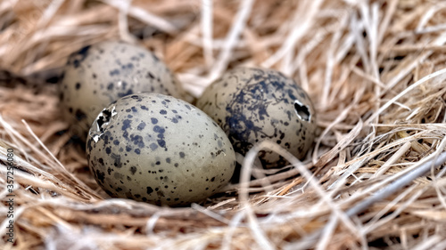 Common gull eggs hatching in a nest with a cute beak poking out of a shell