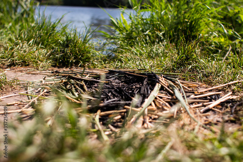 dry grass on dry ground in forest © dyachenkopro