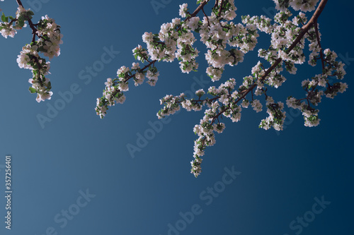 Apple blossoms and blue sky. Spring flowers in lighten color sky.