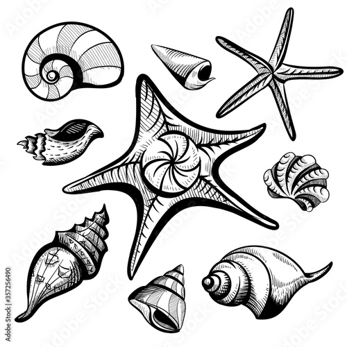 seashells vector sketch set illustration