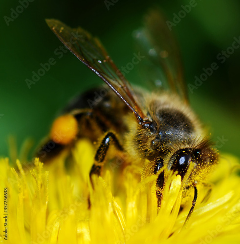 The bee collects pollen on the dandelion