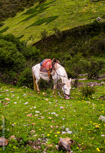 white horse in the mountains © Bruno