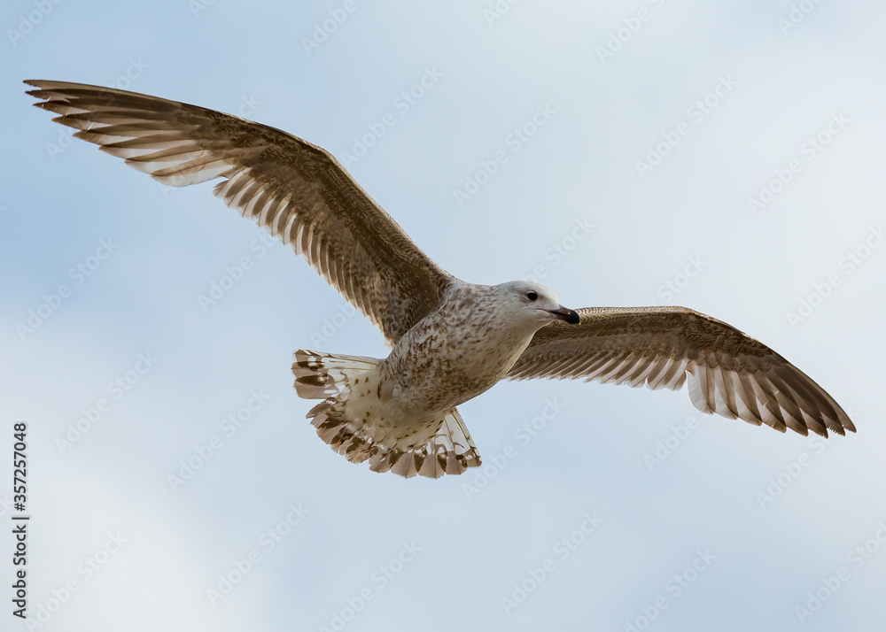 seagull in flight seagull in flight