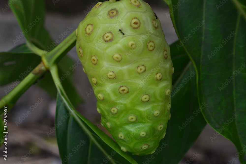 Noni fruit herbal medicines / fresh noni on tree
Noni fruit herbal medicines / fresh noni on tree