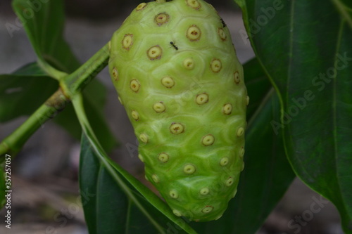 Noni fruit herbal medicines / fresh noni on tree 