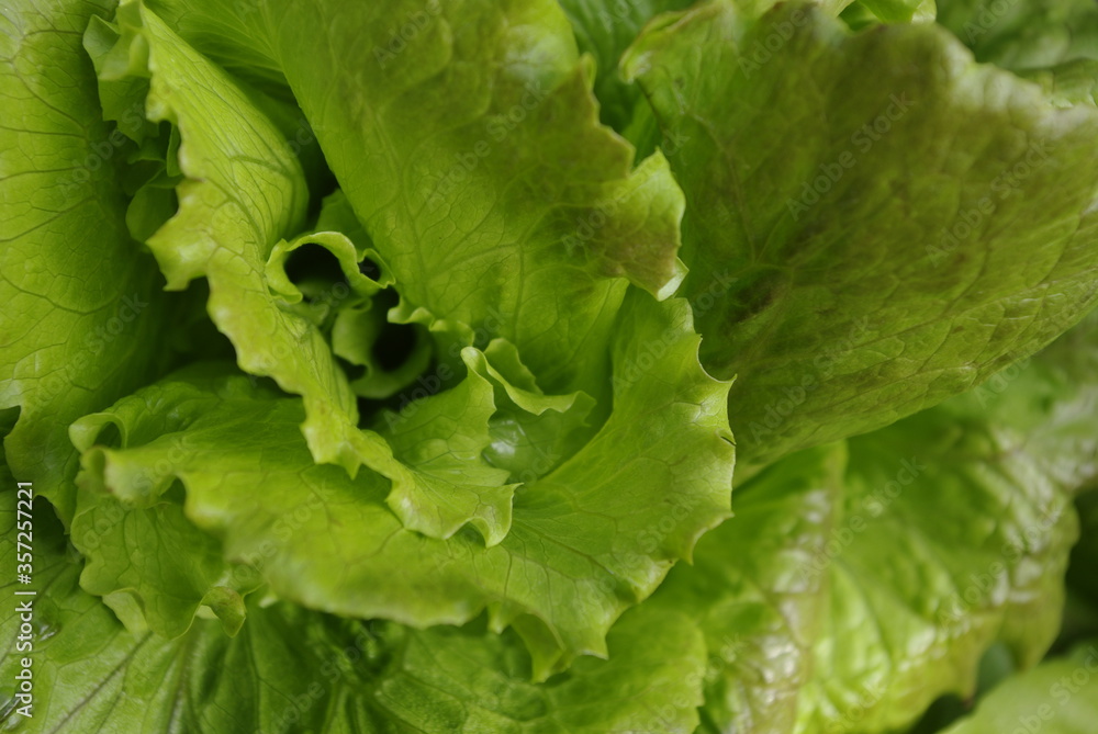 Detalle, formas y textura de una lechuga ecológica del huerto Detalle, formas y textura de una lechuga ecológica del huerto