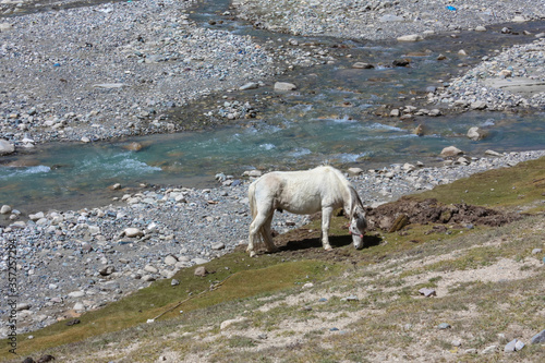 A white eating grass in Tibet on trekking route around mountain Kailash near a river with rocky shores, Tibet, Asia