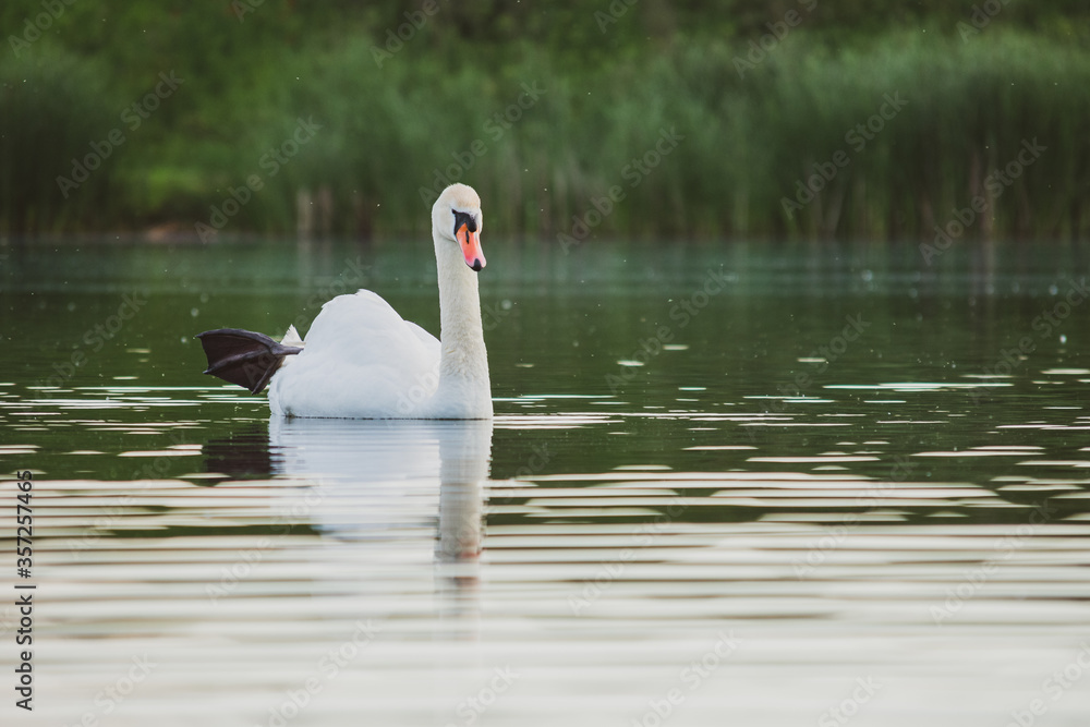 Obraz premium Swimming swan