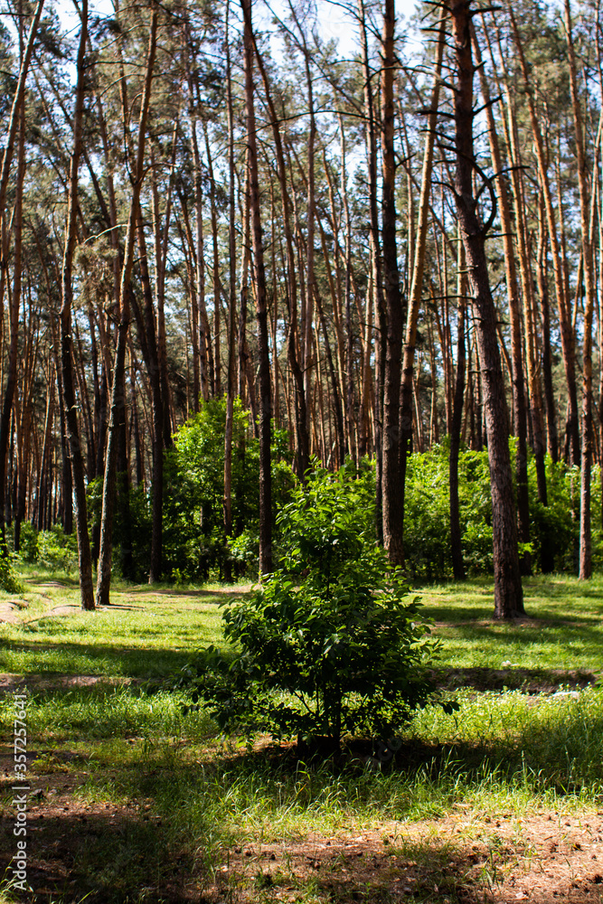 Obraz premium small tree grows in a pine forest