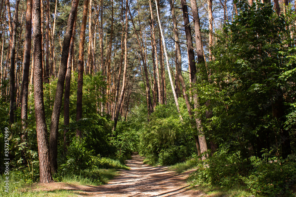 Obraz premium dirt path in a pine forest