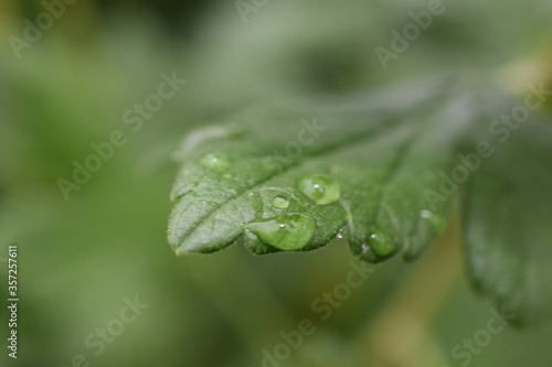 gooseberry leaf with a Dewdrop 