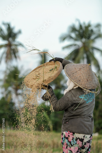 Farmers are collecting crops in the fields in a traditional way
