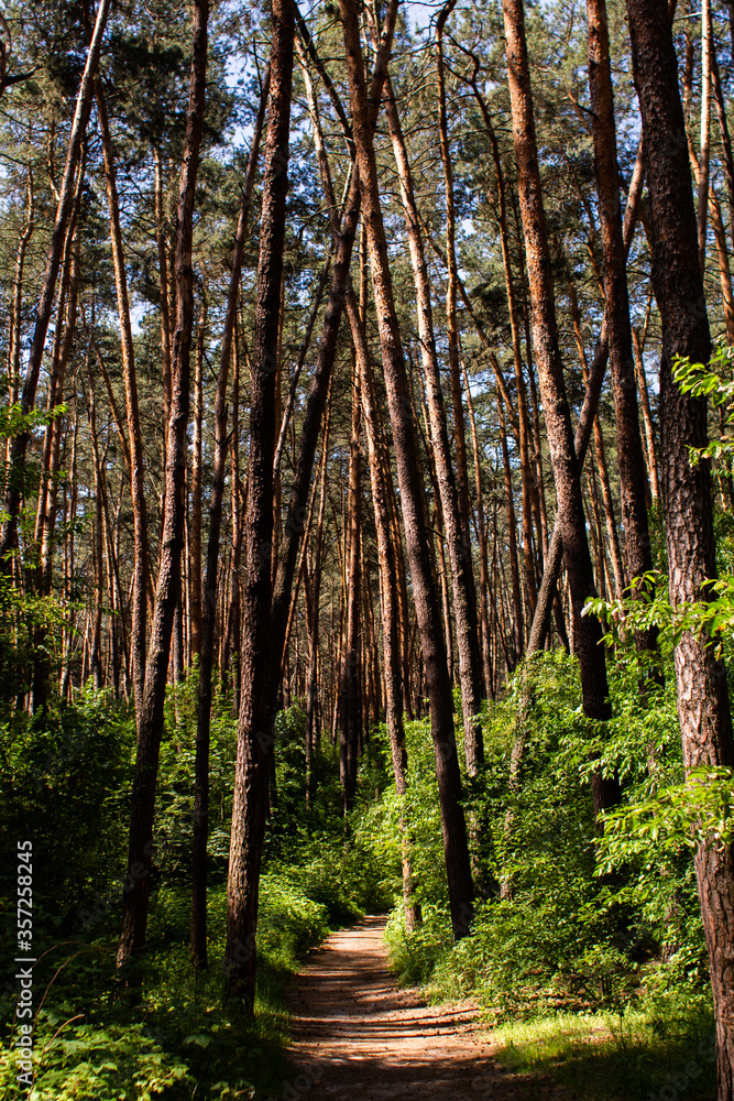 Obraz premium dirt path in a pine forest