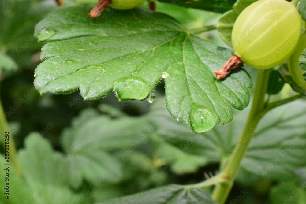 gooseberry Bush with fruit on a branch gooseberry Bush with fruit on a branch