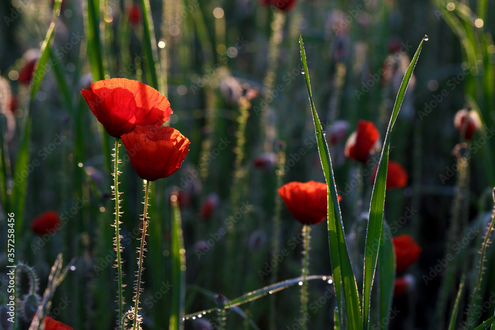 Obraz premium Red poppy flowers among grass with dew in a meadow at sunrise