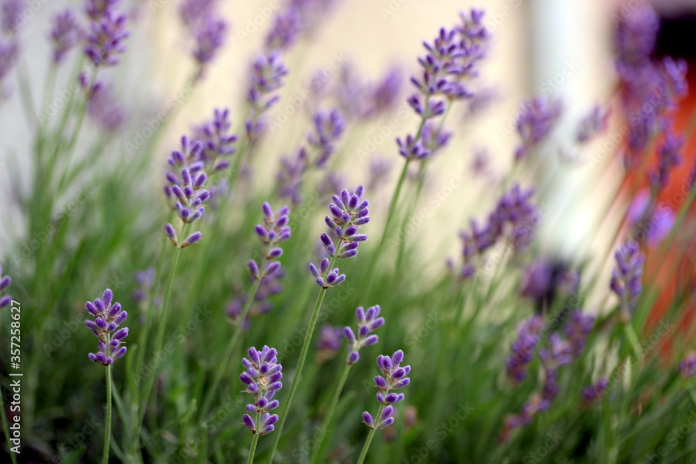 Obraz premium lavender flowers in the field