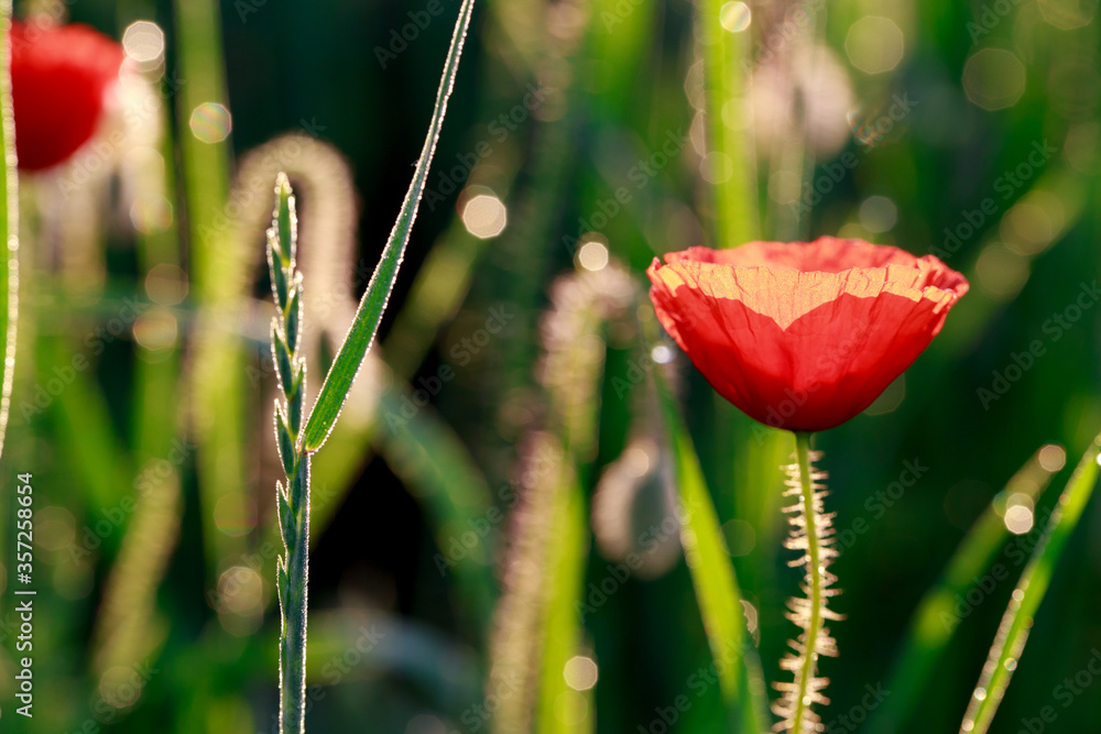 Obraz premium Red poppy flowers among grass with dew in a meadow at sunrise