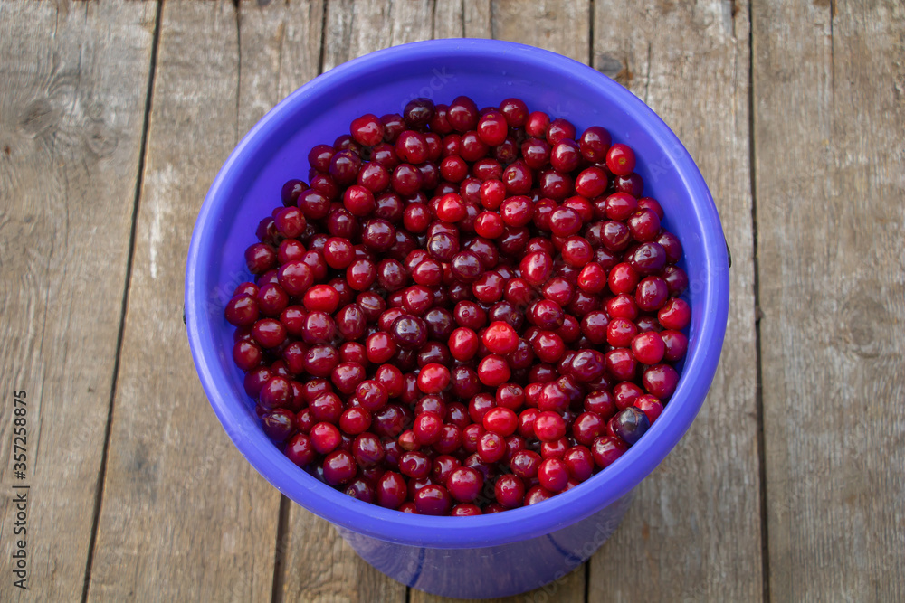 A bucket of fresh red cherries freshly picked from the tree A bucket of fresh red cherries freshly picked from the tree