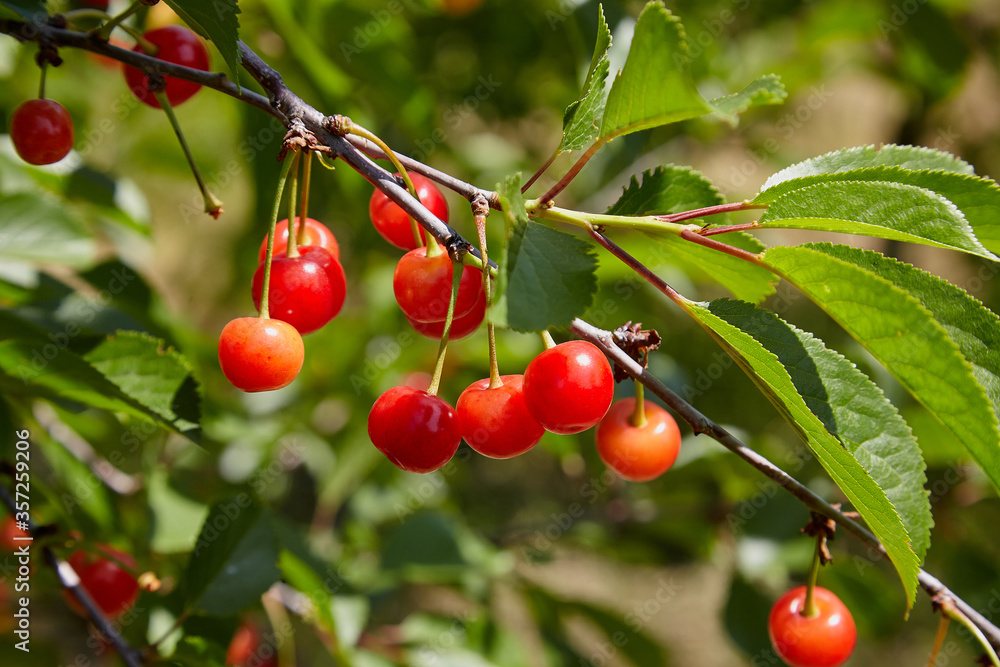 Ripe red sweet cherry on a branch close-up.