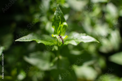 Dioctria sits on a green leaf