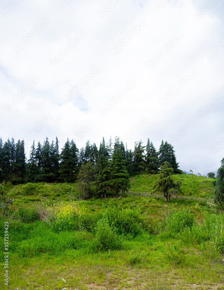 set of pine trees on the mountain