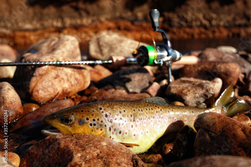 Brown trout hooked in shallow water with fishing tackle photo