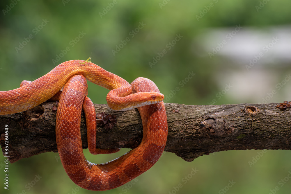 Red corn snake in tree branch Red corn snake in tree branch