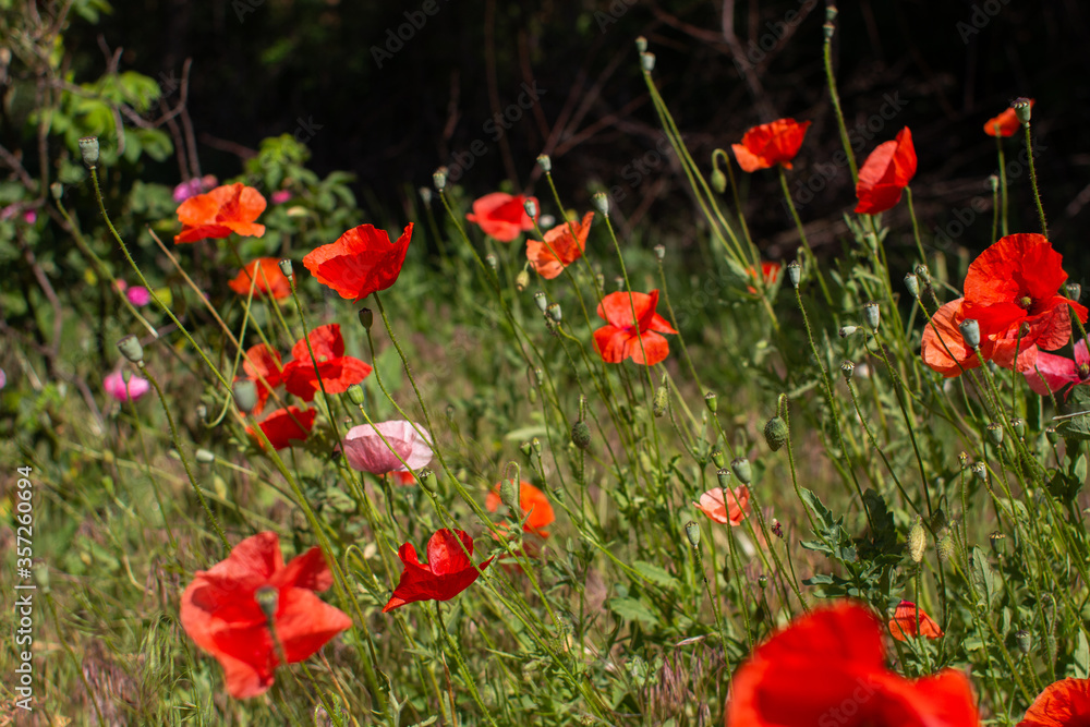 red poppy flowers grow in the forest red poppy flowers grow in the forest