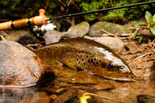 Brown trout hooked in shallow water with fishing tackle